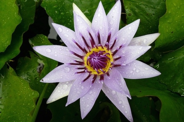 Edith Lettner Salzburg (1) Edith Lettner hilft das Seelenpotential zu entfalten wie die Blüten einer Blume