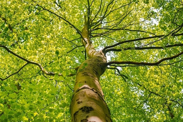 Atem-Meditation: Die Blätter des Baumes schenken dir himmlische Energie